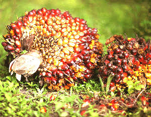 Volume Ekspor Meningkat Picu Kenaikan Harga TBS Satu Minggu Kedepan